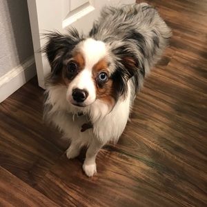 Meet your Posher, Justin